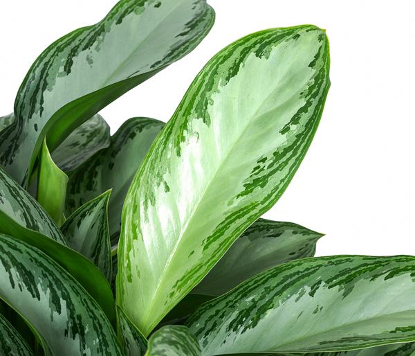 Kolbenfaden - Aglaonema commutatum 'Silver