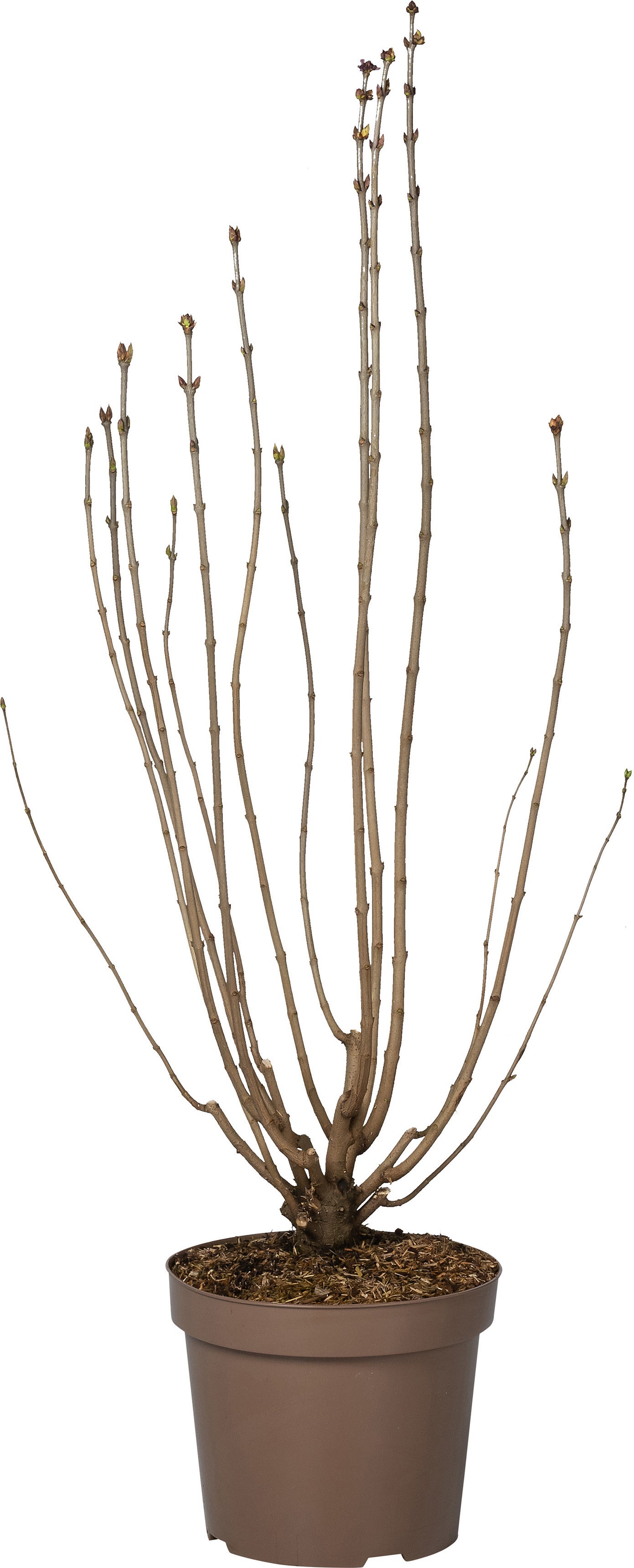 Sering (Syringa vulgaris 'Nadezhda') D 32 H 100 cm