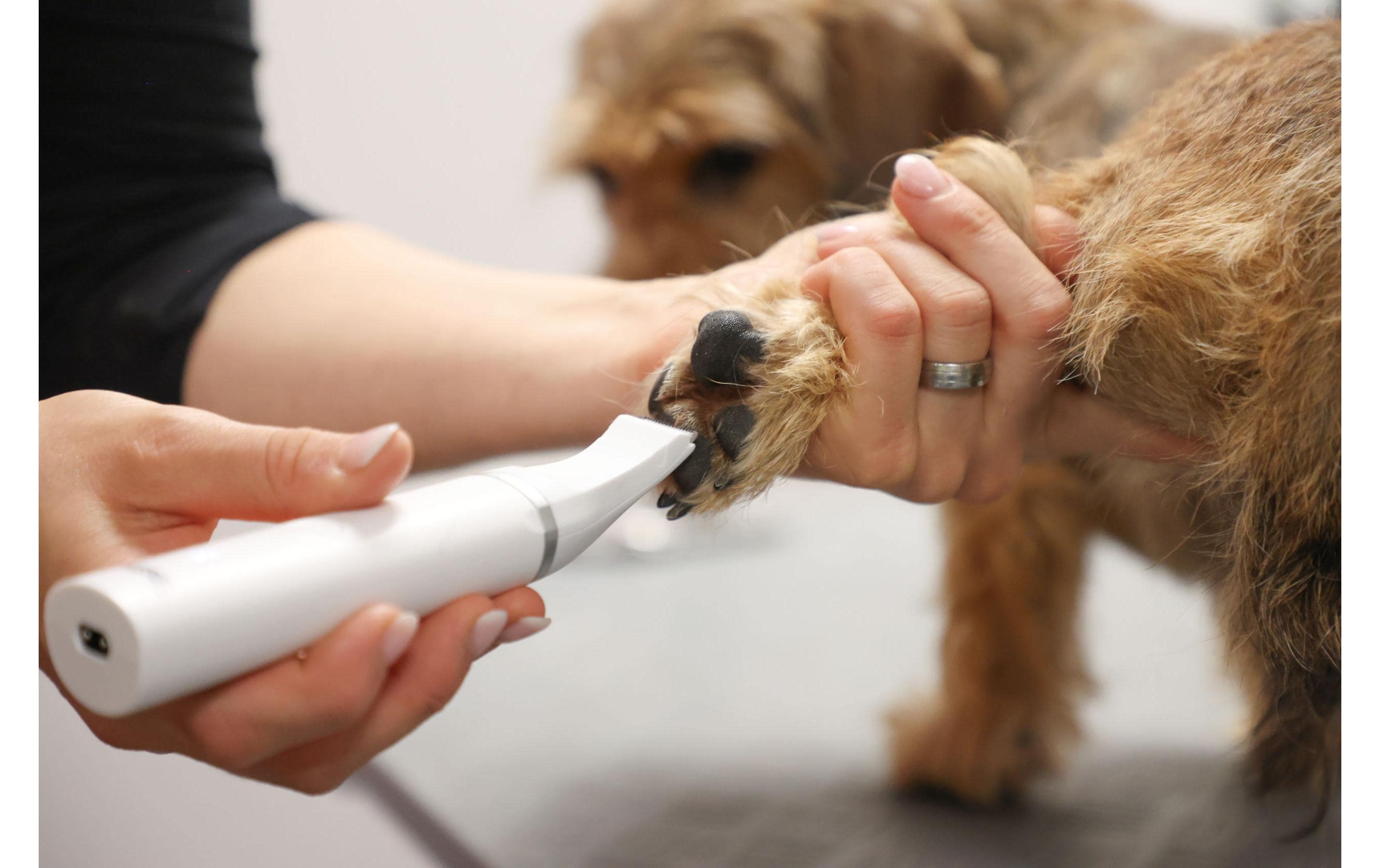 Akku-Multitrimmer 4in1Schermaschine für Hunde, Katzen und Kleintiere