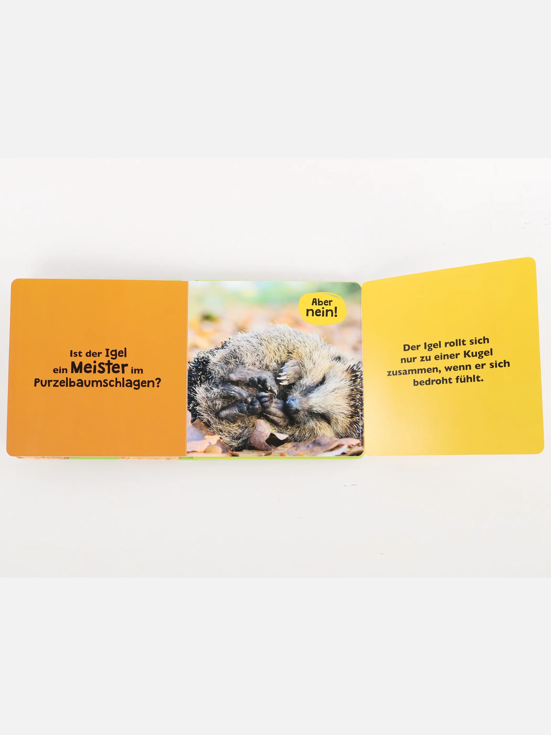 Kleinkinder Buch 