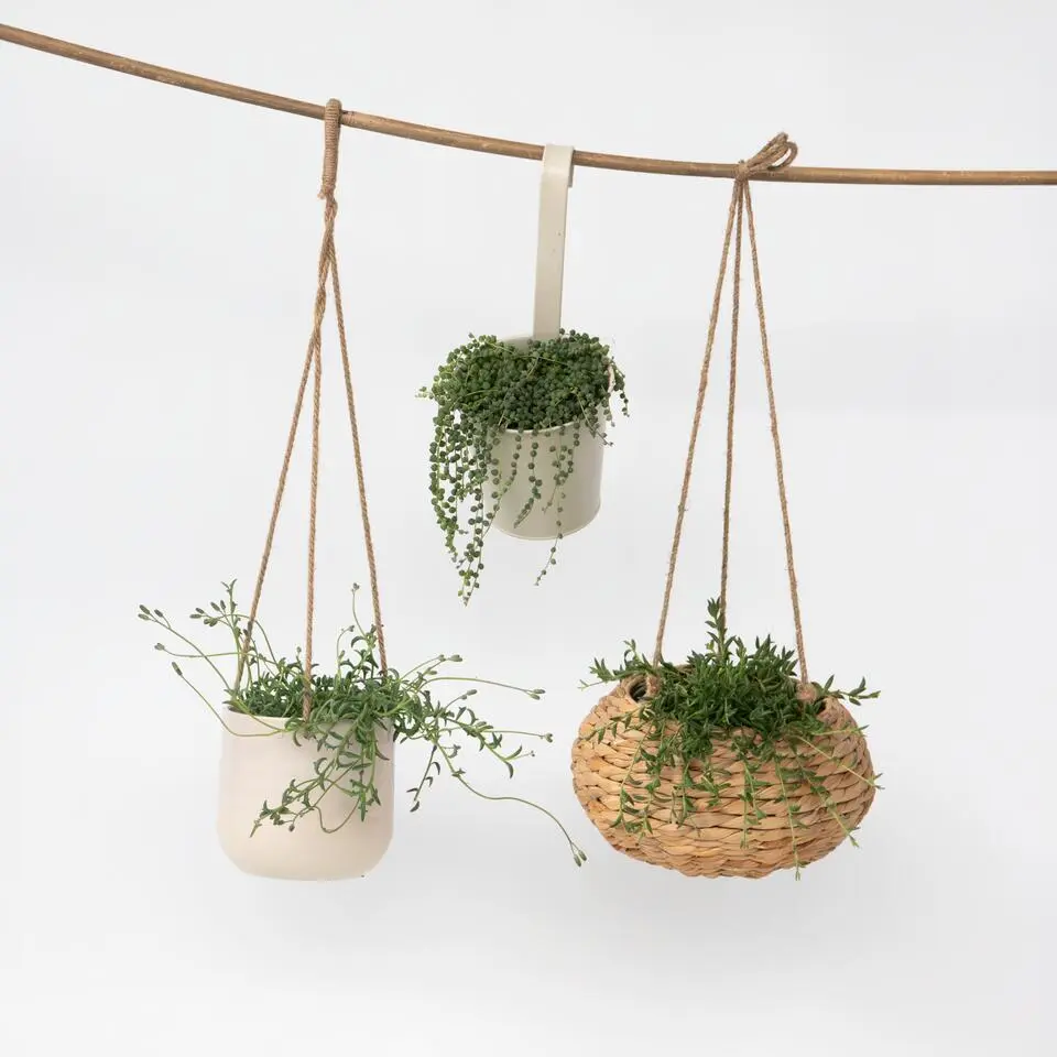 Parelketting - Mix van 3 - Senecio - Hoogte 25-35cm - ⌀12cm