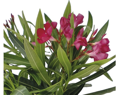 Oleander FloraSelf Nerium oleander H 20-25 cm Ø 14 cm pot struik diverse kleuren