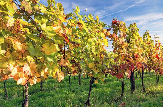 Wein selber machen in Zürich – Weinwissen mit Genuss