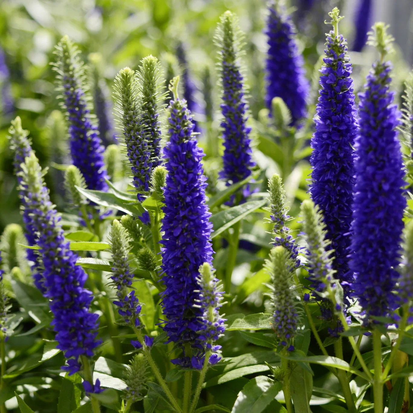 Veronica spicata INSPIRE BLUE ('Yabblu') Aksveronika Ø11 cm