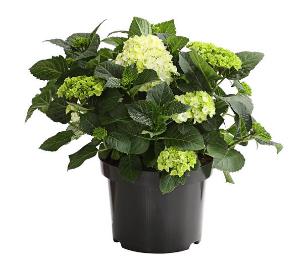 Bauern-Hortensie, ca. 30-40 cm