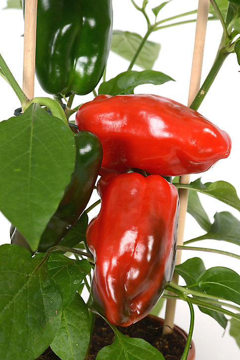 Poivron pick & joy, pot 14 cm