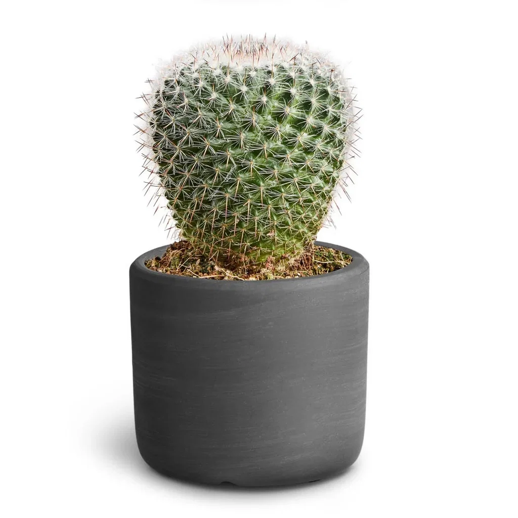 Cactus Sp. Kaktus i potte Høyde 15 cm