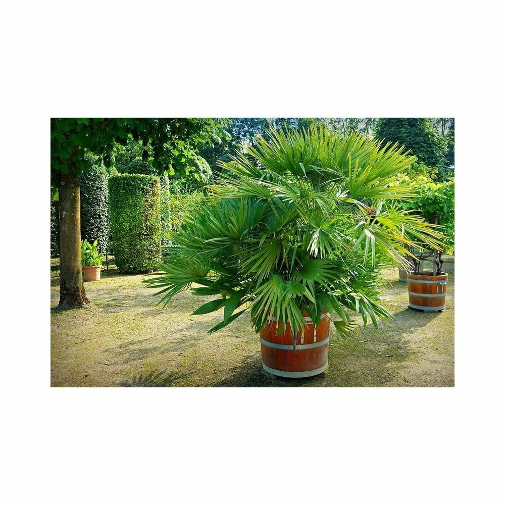 Terrreau bio secret terre végétale 40 litres