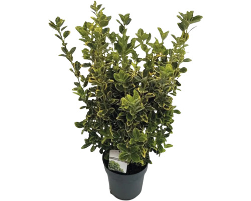 Bonte kardinaalsmuts FloraSelf Euonymus japonicus 'Aureomarginatus' H 50-60 cm Co 10 L bossig