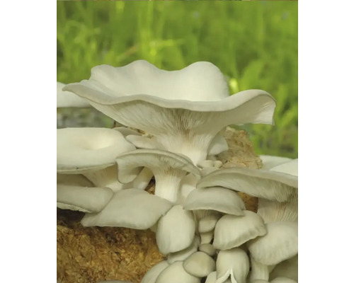 Paddenstoelen kweekset, mijn oogst, oesterzwammen, gelukspaddenstoelenset, complete set met 20 champignondeuvels en 3 substraatblokken van beukenhoutkrullen, oogst tot 3 jaar, oesterzwam, kalfschampignon