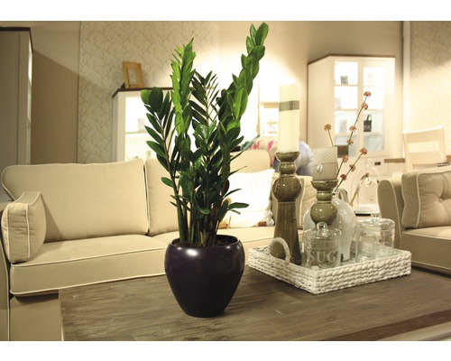 ZZ plant FloraSelf Zamioculcas zamiifolia H 60-70 cm Ø 17 cm pot