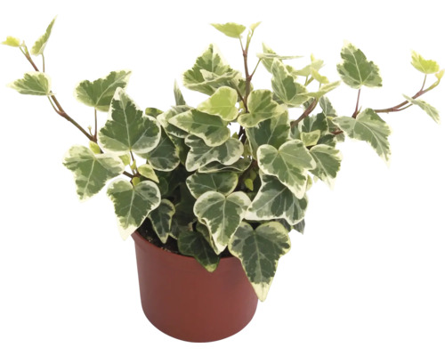 Klimop, gemengde soorten, pot Ø 7 cm