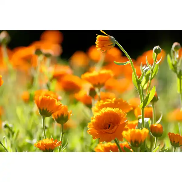 baby Calendula Entspannungsbad