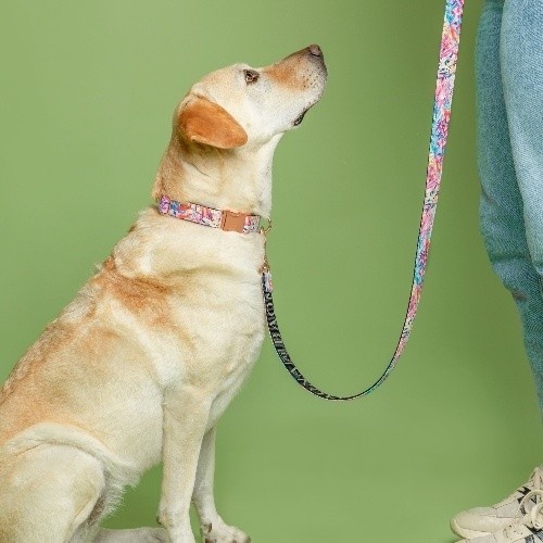 Guia para cães Baona Multicolorida em Nylon Reciclado Manila