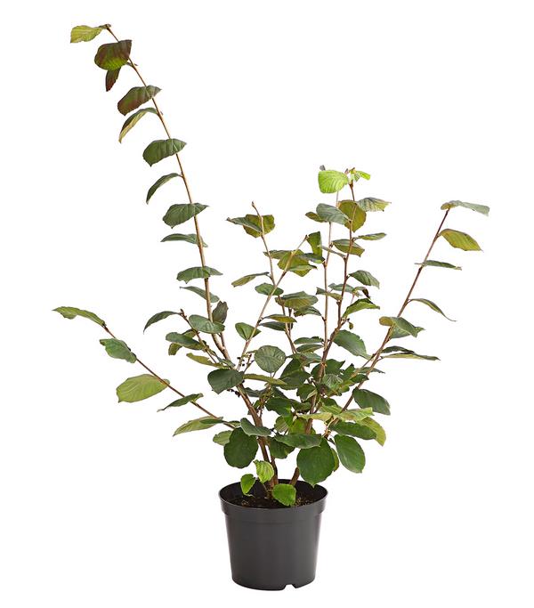 Chinesische Zaubernuss