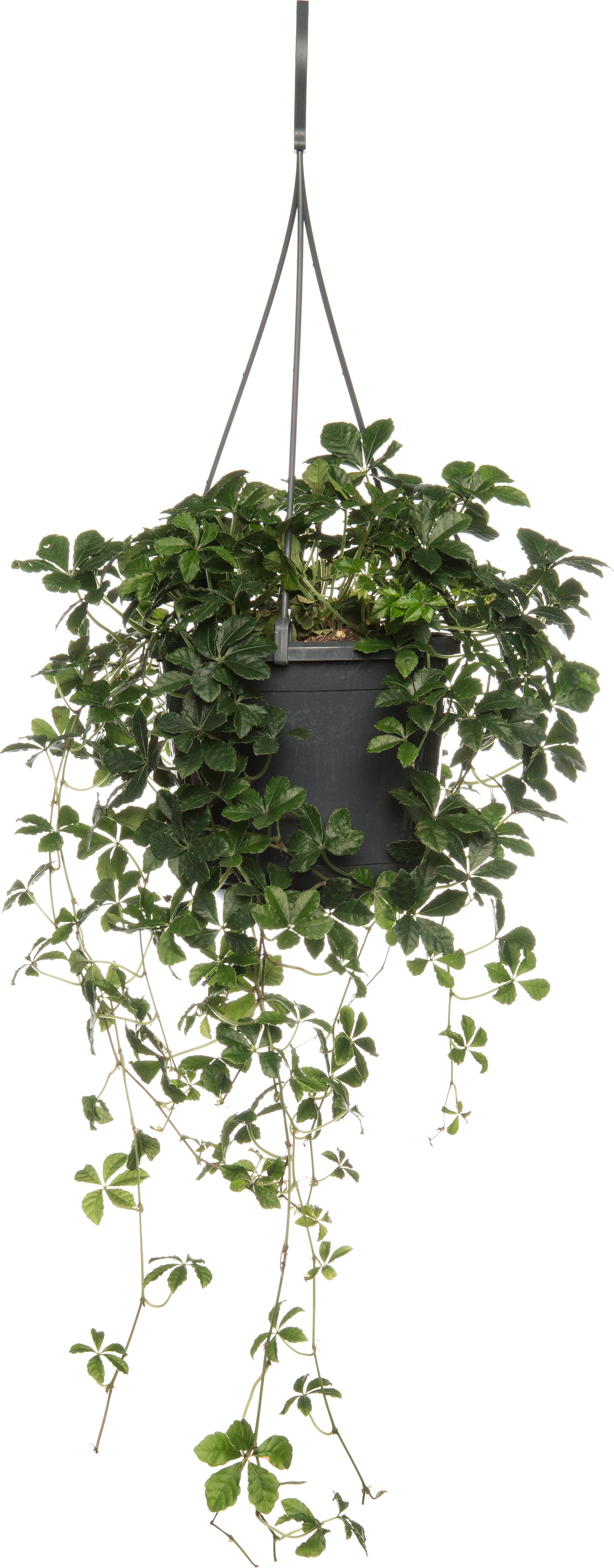 Suikerdruifje in hangpot (Parthenocissus 'Striata') D 15 H 25 cm