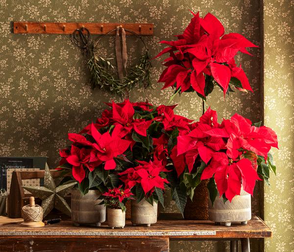 Weihnachtsstern - Euphorbia pulcherrima, rot