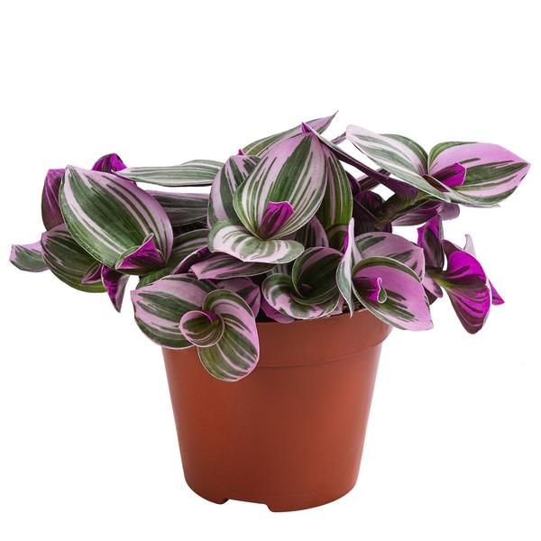 Dreimasterblume - Tradescantia zebrina