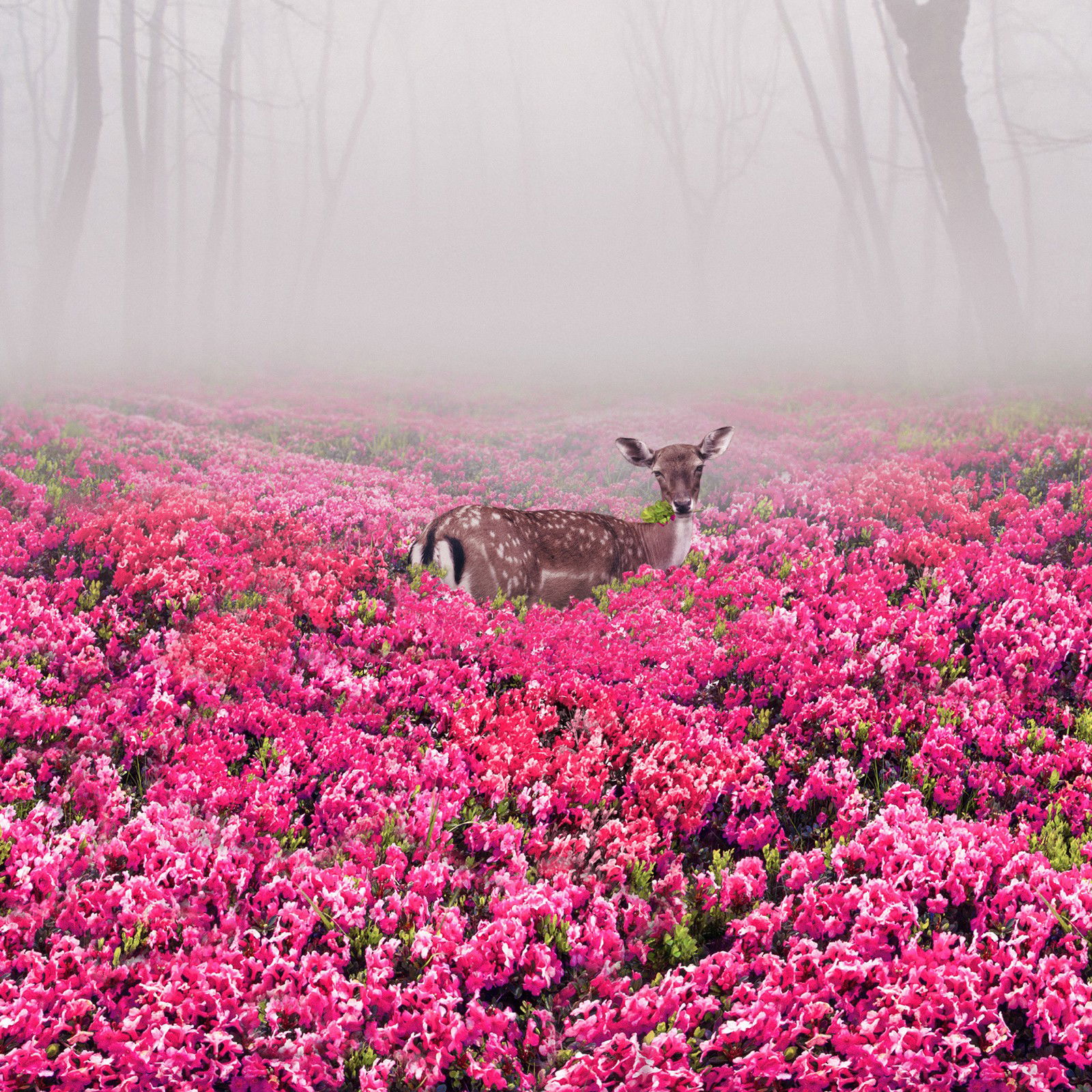 Pink Deer by Robert Jahns - Open Edition.