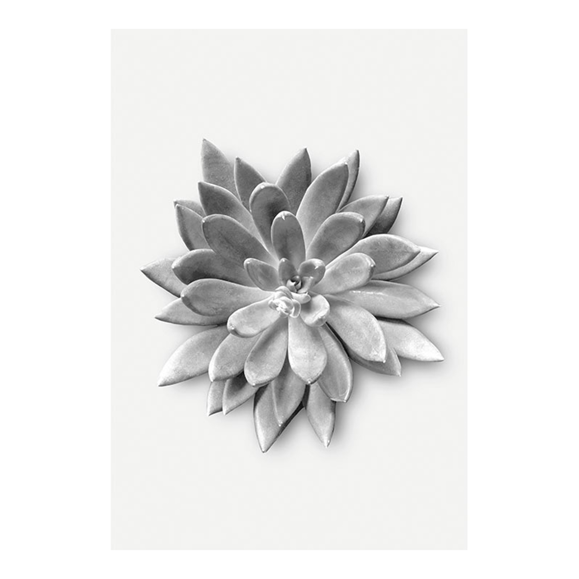 Wandbild SUCCULENT AGAVE - 50x70 cm