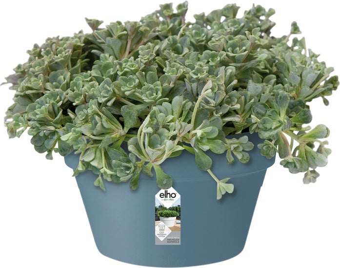 Elho plantenschaal Loft Urban blauw D 34,5 H 20,2 cm