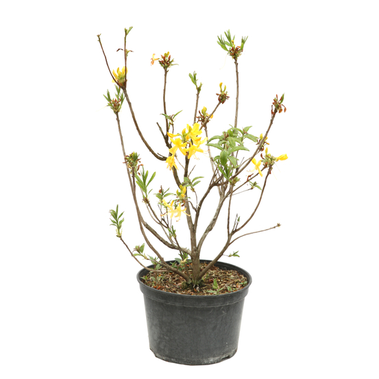 Azalea mollis 'jaune Michelin':pot 7.5L