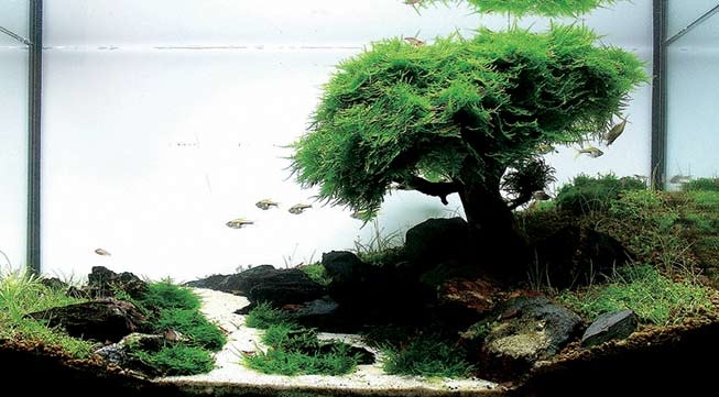 voordeel aquarium bonsai bundel