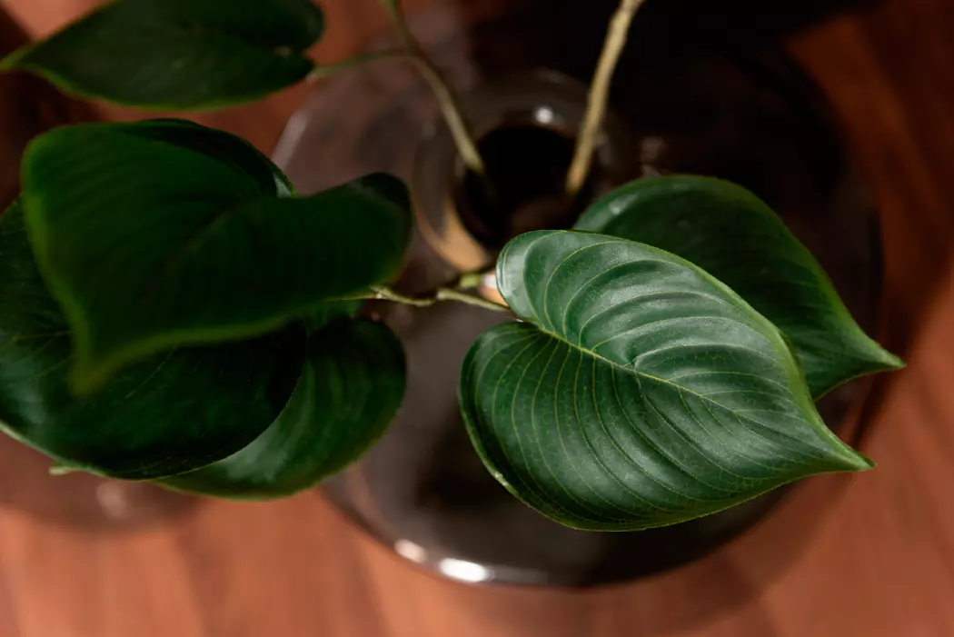 Kunstpflanze Philodendron 76 cm