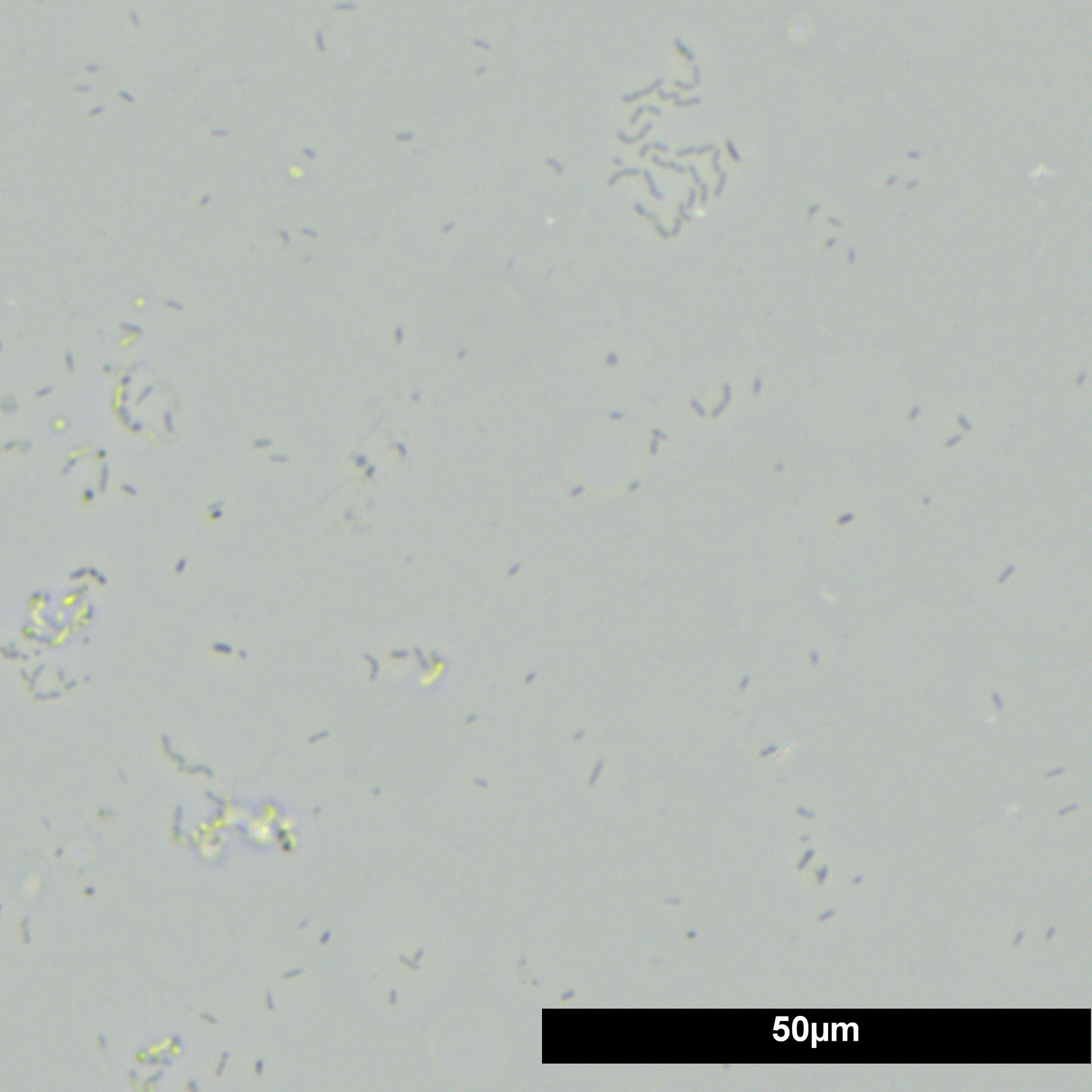 JBL Filter Onderhoud Pakket | Levende bacteriën