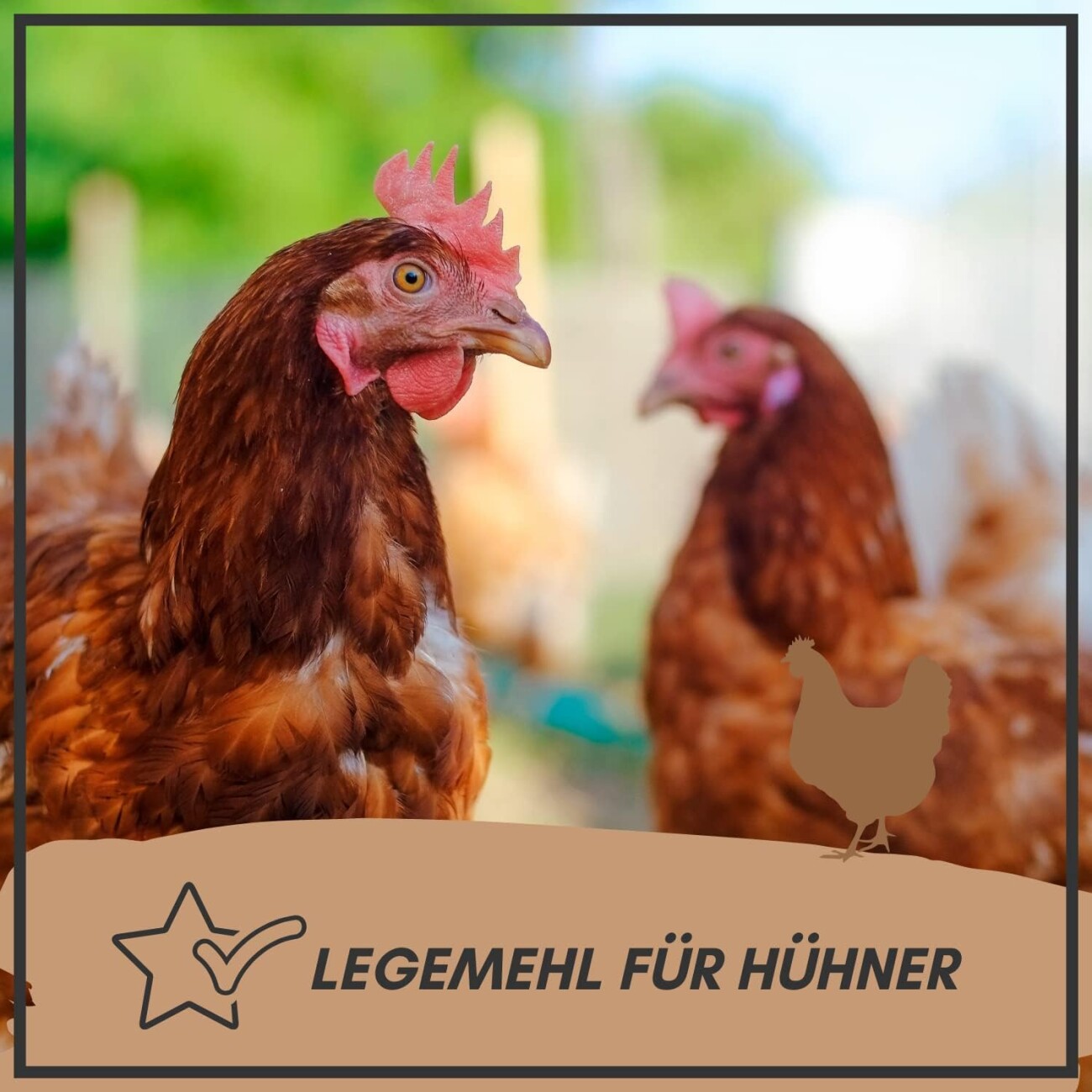 Supravit Legemehl für Hühner GVO - Gentechnik frei | für stabile Eierschalen und hohe Legeleistung | hochwertiges mehrfach gereinigtes Legekorn für Legehennen 2,5 kg
