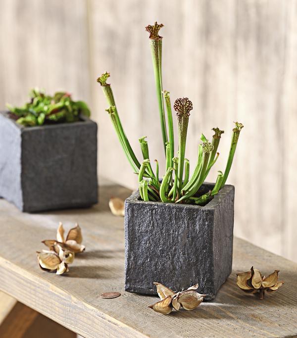 Schlauchpflanze - Sarracenia