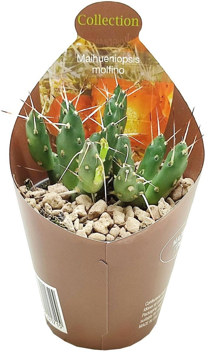 Andes-cactus (Maihueniopsis molfino) D 6,5 H 8 cm