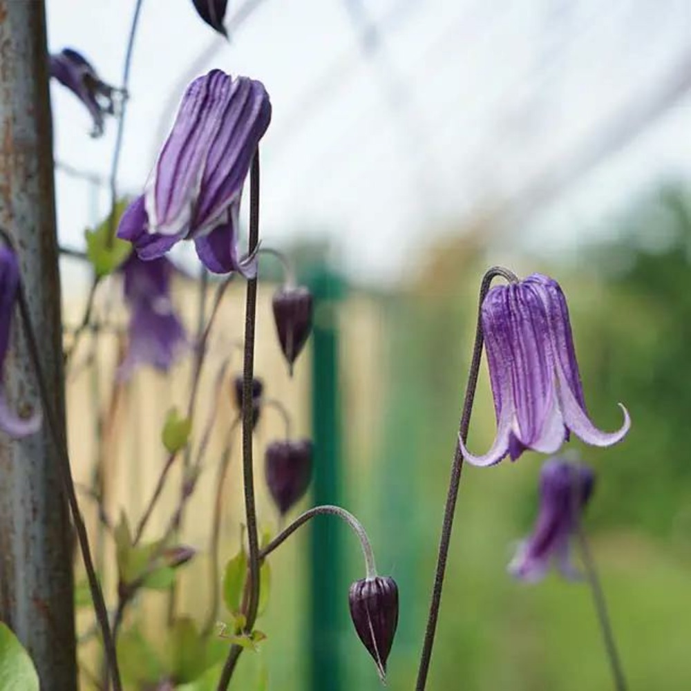 Clématite rooguchi clematis integrifolia 3l
