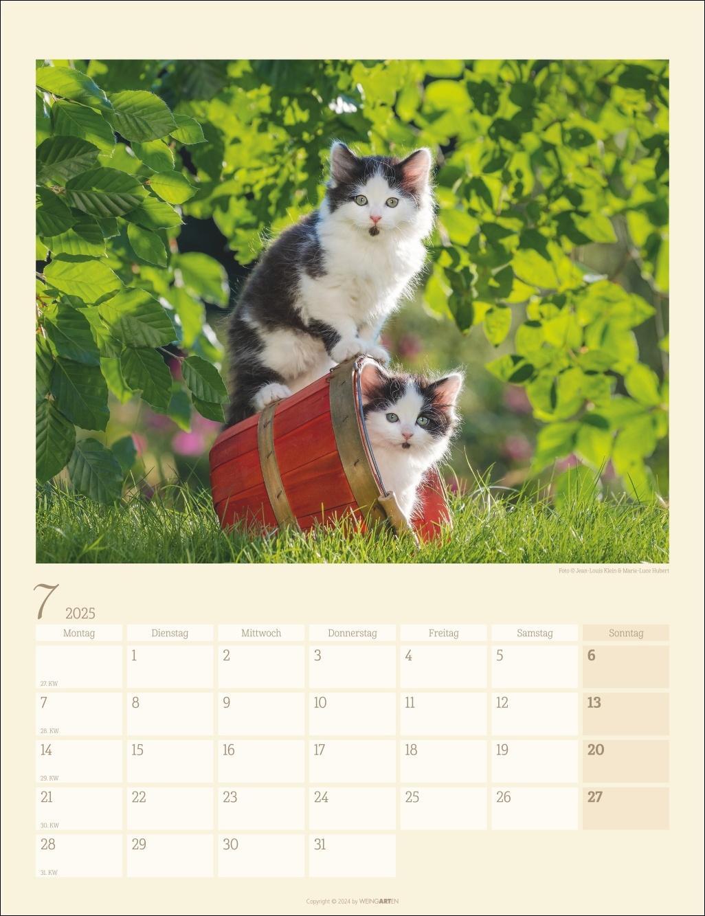 Katzen auf dem Lande Kalender 2025