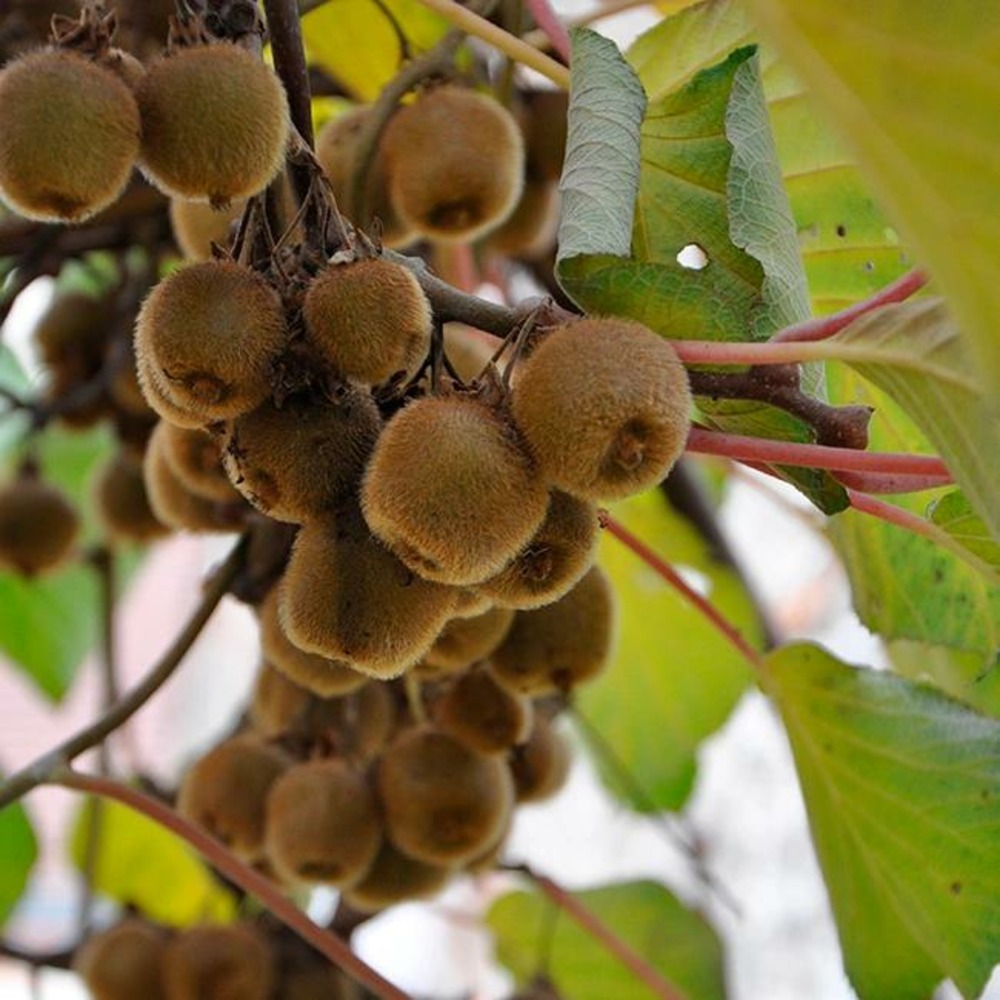 Kiwi autofertile 'solo' - actinidia deliciosa autofertile 3l