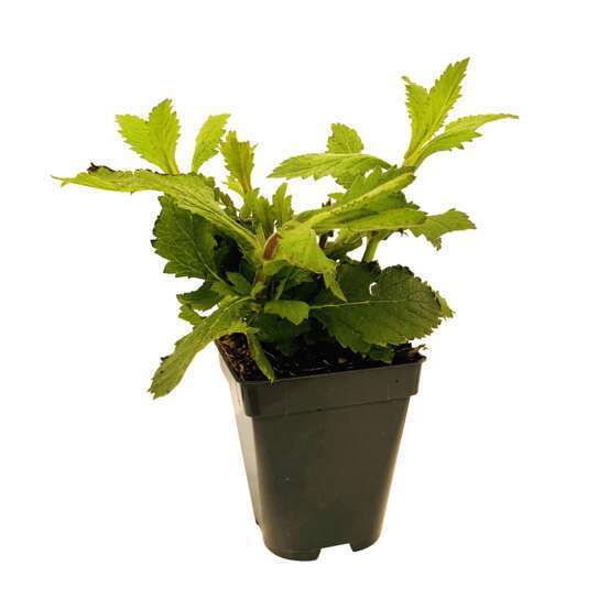 Verveine de Buenos Aires : godet vert