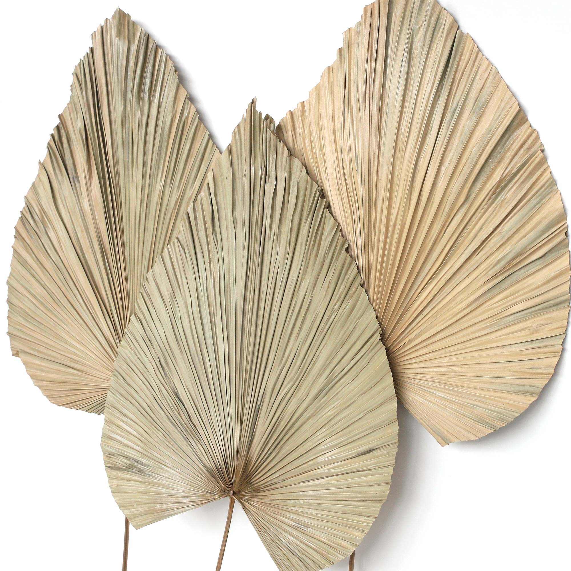 Palmenblatt natur, H 120 cm, B 45 cm von fischer's lagerhaus