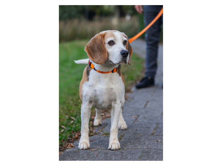 Halsband met lijn