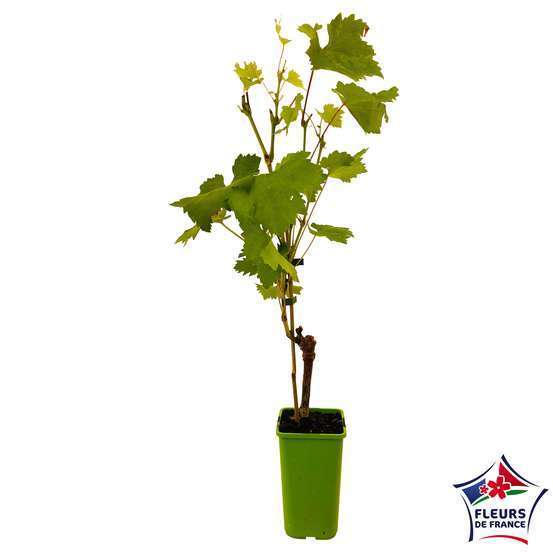 Vigne 'Muscat de Hambourg' : pot de 1,5 litres