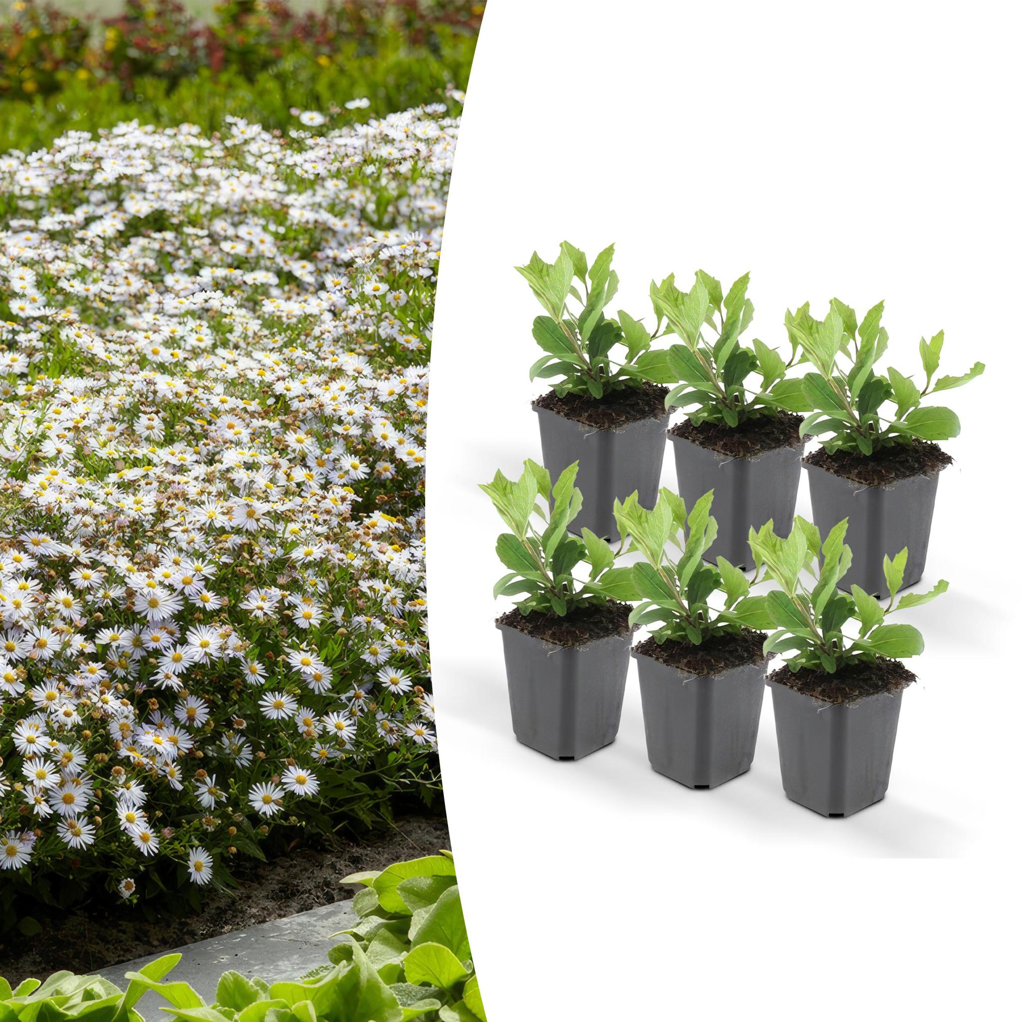 Aster ageratoides 'ashvi' - lot de 6