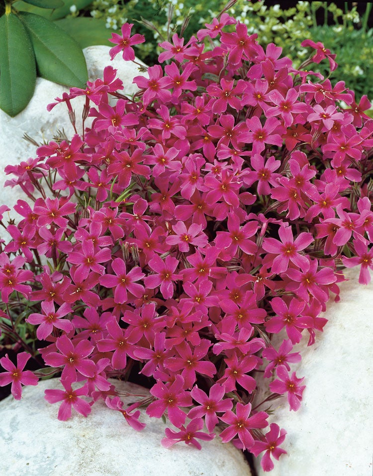 Vlambloem (Phlox atropurpurea) D 9 H 10 cm