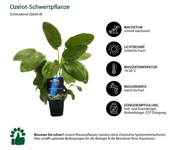 Dehner Aqua Premium Ozelot-Schwertpflanze -