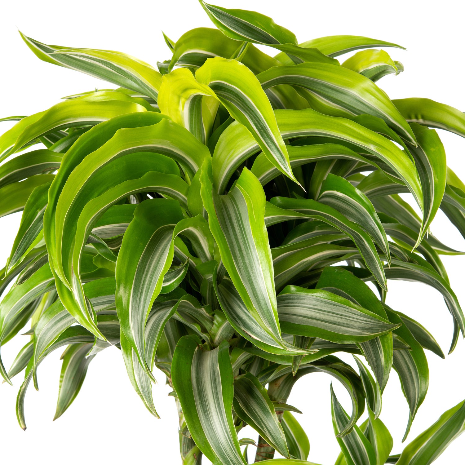 Drakenbloedboom (Dracaena fragrans (D) 'Lemon Surprise') D 24 H 130 cm