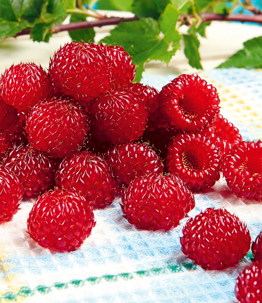 Himbeer-Baum Raspbeary® Himbeere mit Stamm & Krone