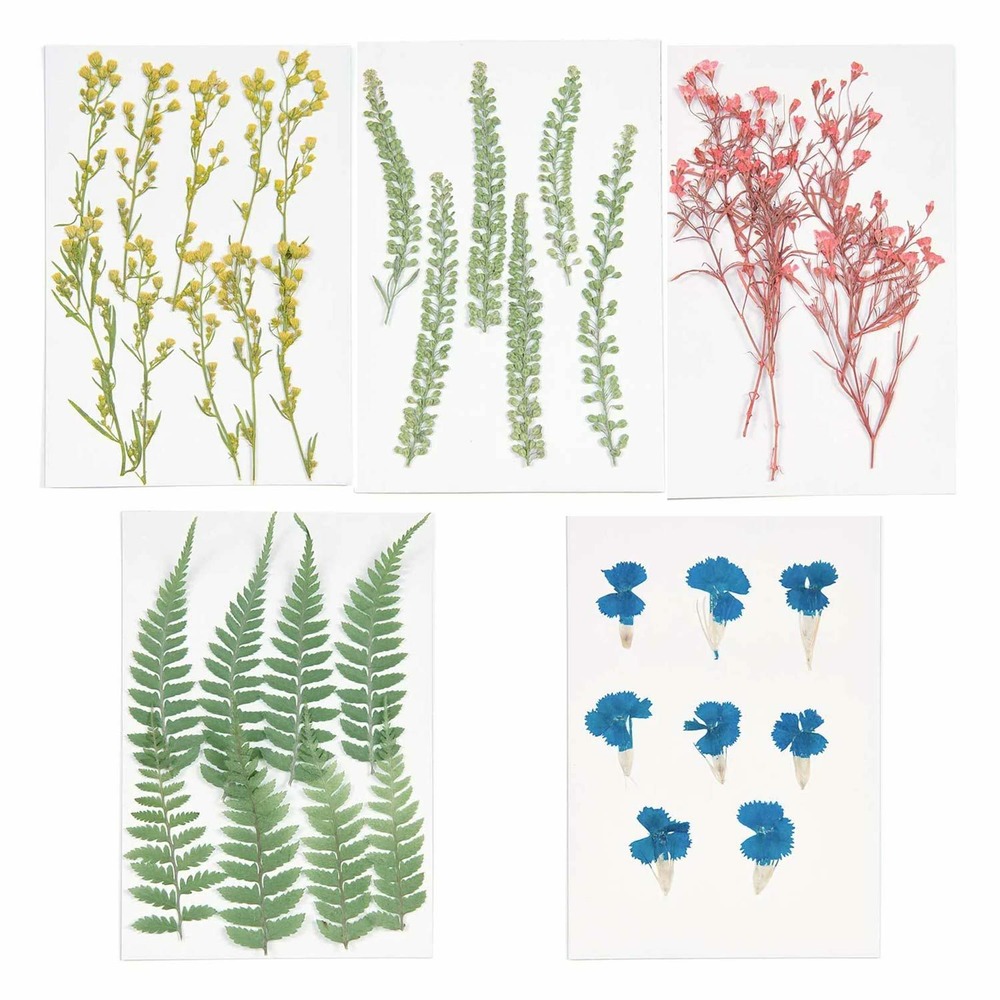 Kit de 5 bouquets de fleurs séchées et pressées