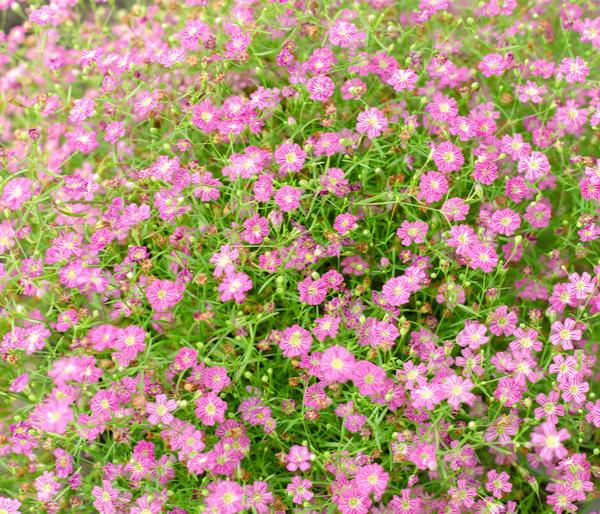 Bio Kriechendes Schleierkraut 'Rosea'