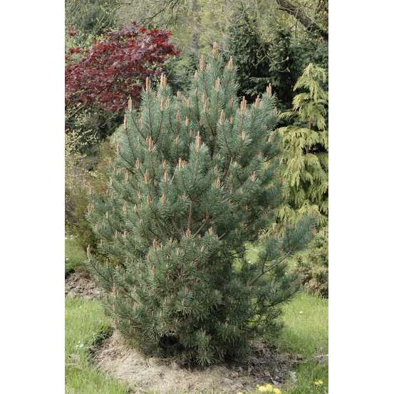 Pinus sylvestris Watereri, H : 30/40 cm, ctr 4L