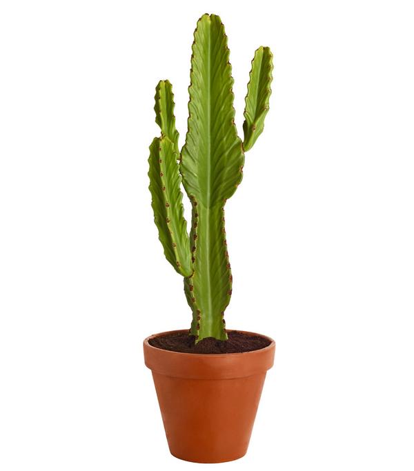Kaktus-Wolfsmilch - Euphorbia ingens