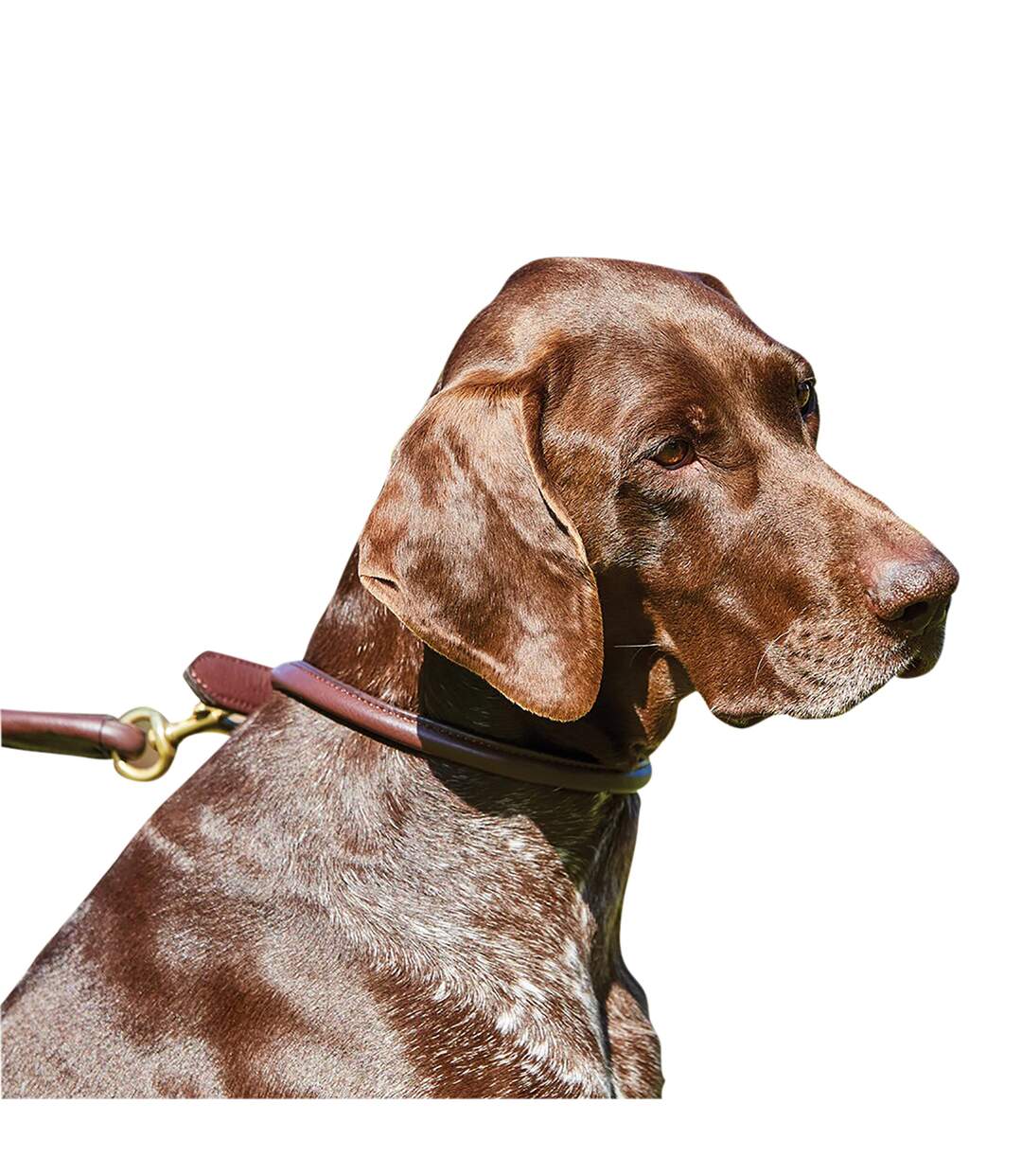 Weatherbeeta - Collier cuir - Chien (Marron) (XS) - UTWB1256