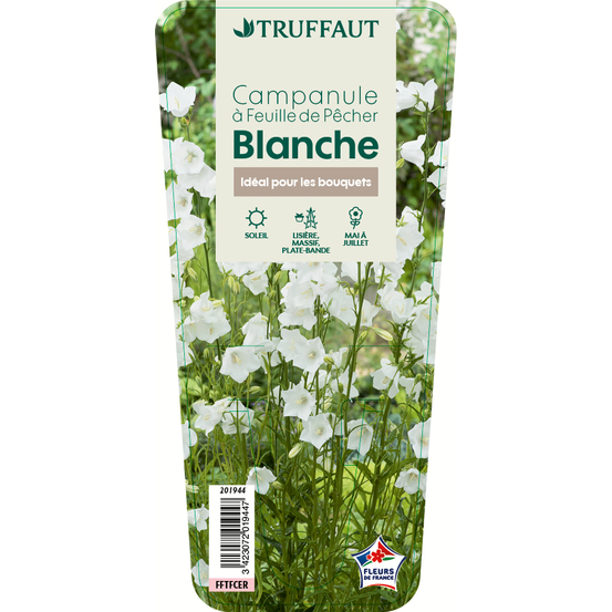 Campanule à feuille de pêcher blanche ' Alba ' : godet vert